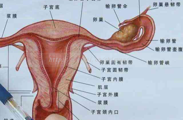 盐酸盐酸多西环素的功能主治，性病等四种功能主治值得了解