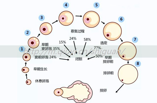 促排卵后腹胀是不是腹水？是不是腹水可根据部位判断