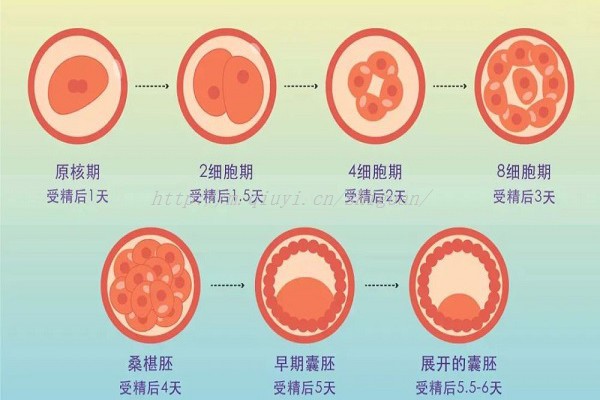 妈富隆用法用量，漏服、转服的正确吃法都在这