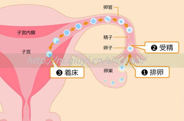 胚胎移植后胸变大原因？